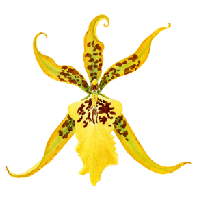 Oncidiinae Brassia hybrid watercolor